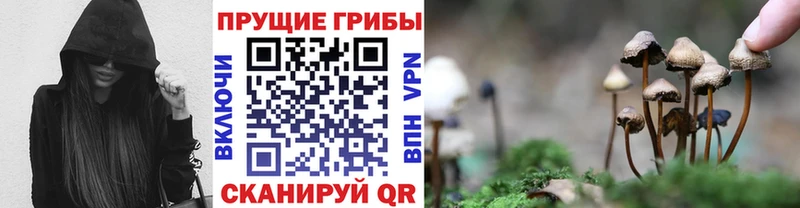 Псилоцибиновые грибы прущие грибы  Пущино 